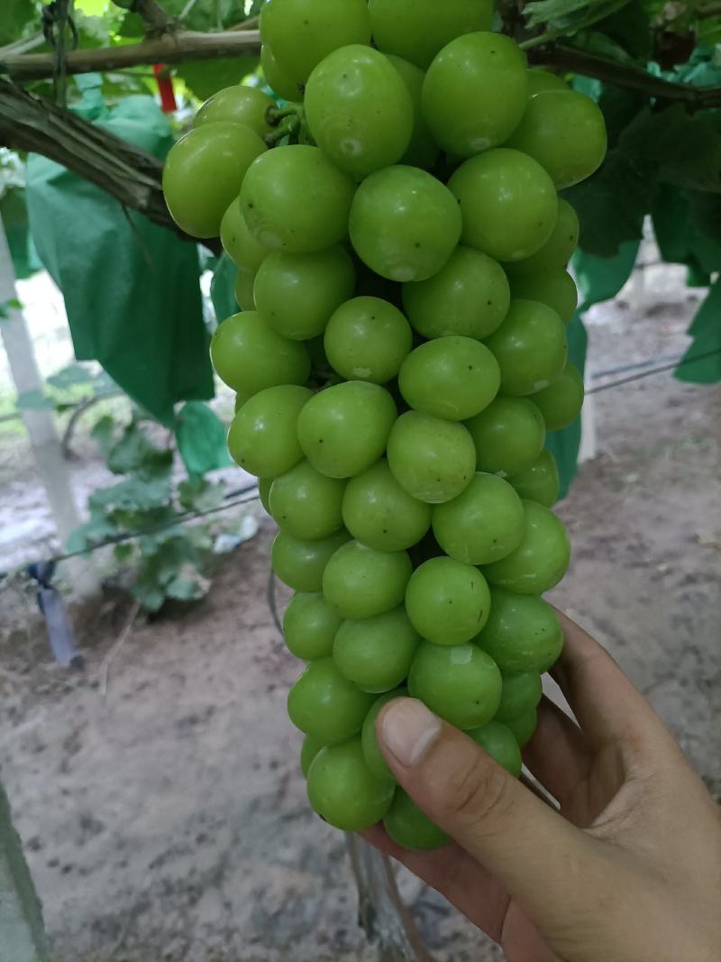 电商葡萄精品阳光玫瑰葡萄，晴王葡萄大量上市代发全国