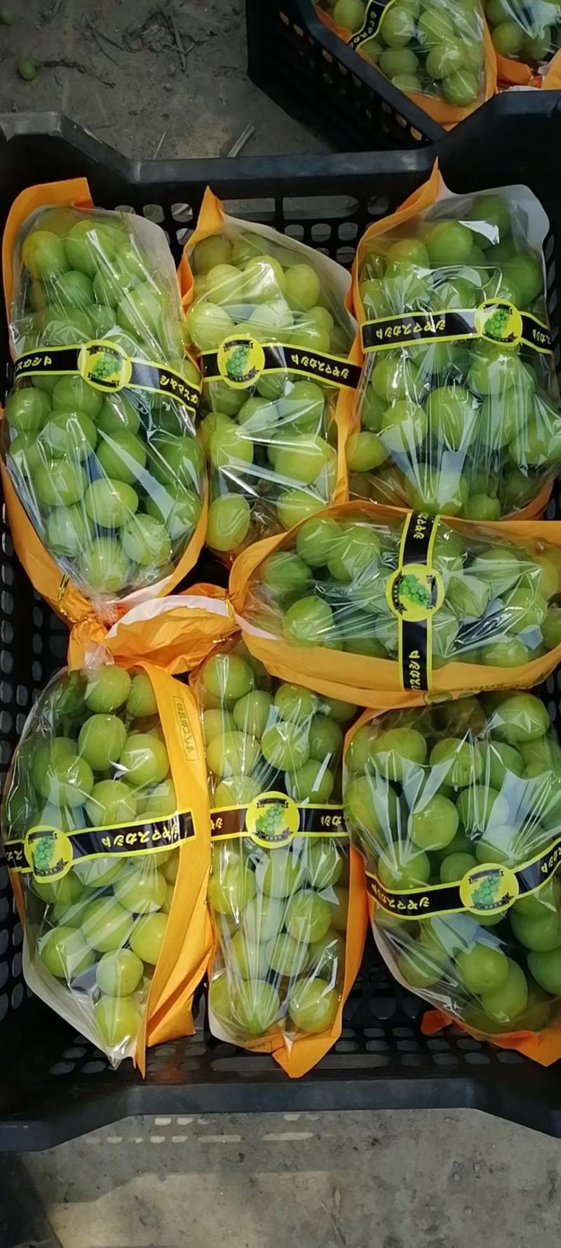 电商葡萄精品阳光玫瑰葡萄，晴王葡萄大量上市代发全国
