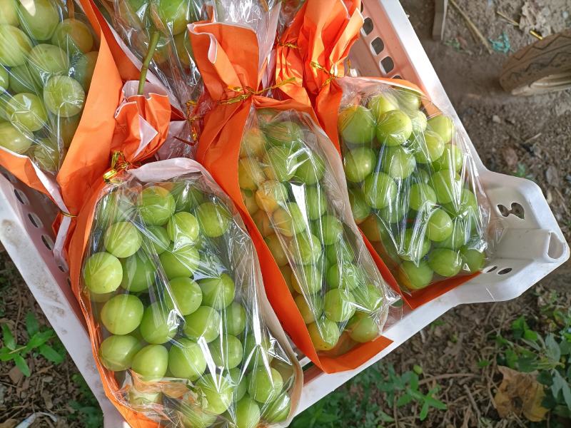 电商葡萄精品阳光玫瑰葡萄，晴王葡萄大量上市代发全国