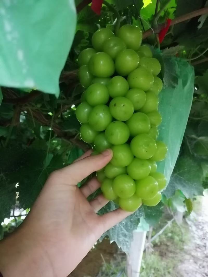 电商葡萄精品阳光玫瑰葡萄，晴王葡萄大量上市代发全国