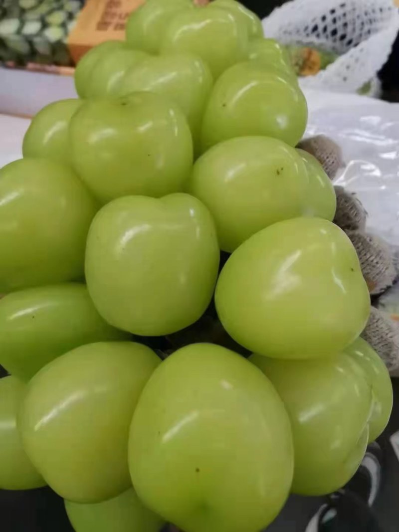 电商葡萄精品阳光玫瑰葡萄，晴王葡萄大量上市代发全国