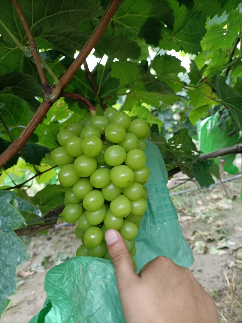 电商葡萄精品阳光玫瑰葡萄，晴王葡萄大量上市代发全国