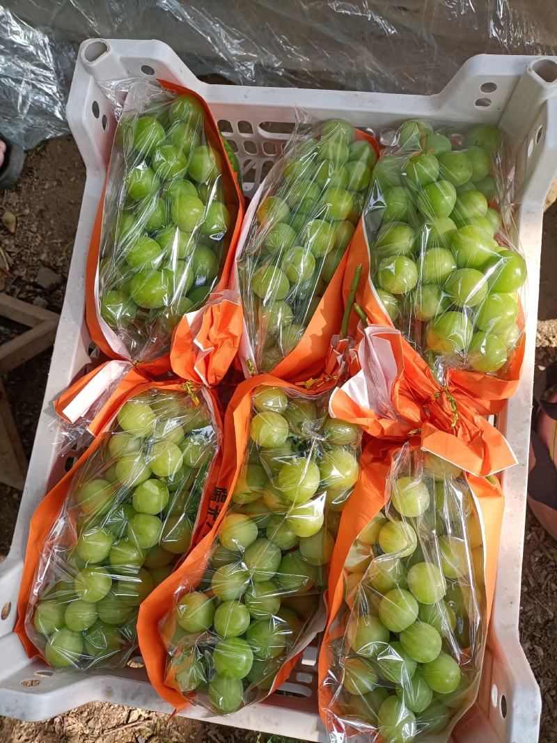 电商葡萄精品阳光玫瑰葡萄，晴王葡萄大量上市代发全国
