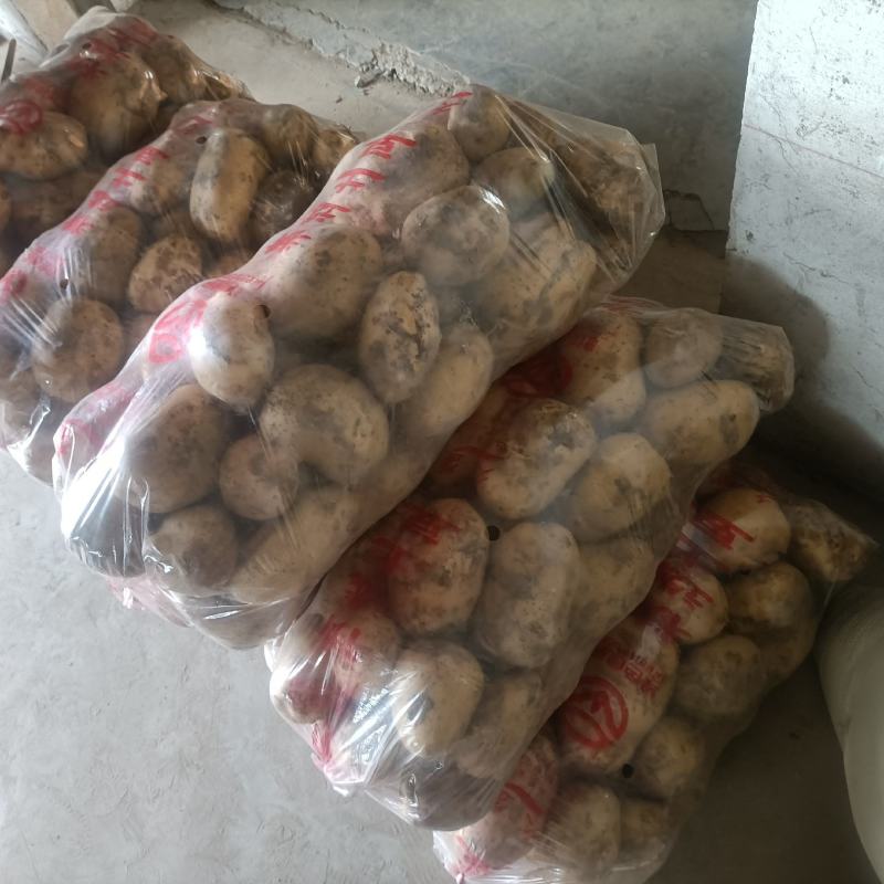 精品黄心土豆