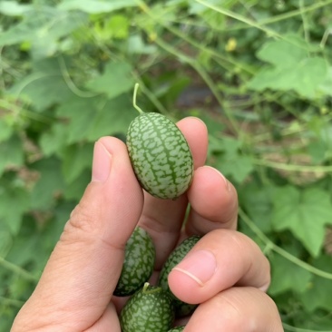 拇指西瓜迷你小西瓜绿瓤西瓜产地大量供货