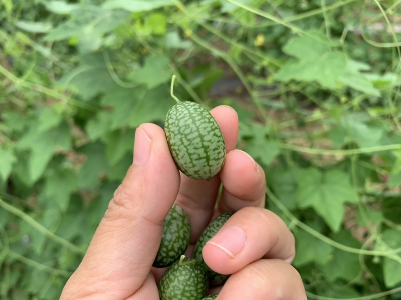 拇指西瓜迷你小西瓜绿瓤西瓜产地大量供货