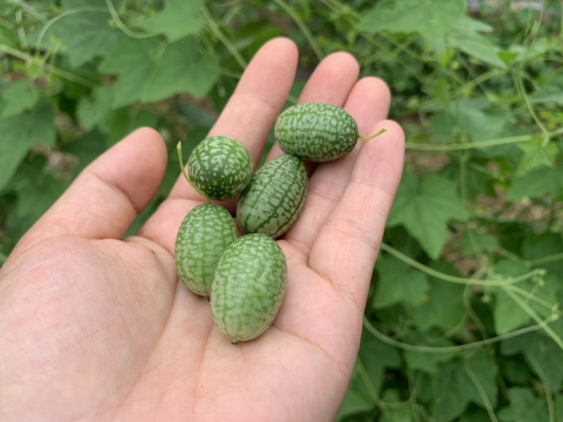 拇指西瓜迷你小西瓜绿瓤西瓜产地大量供货
