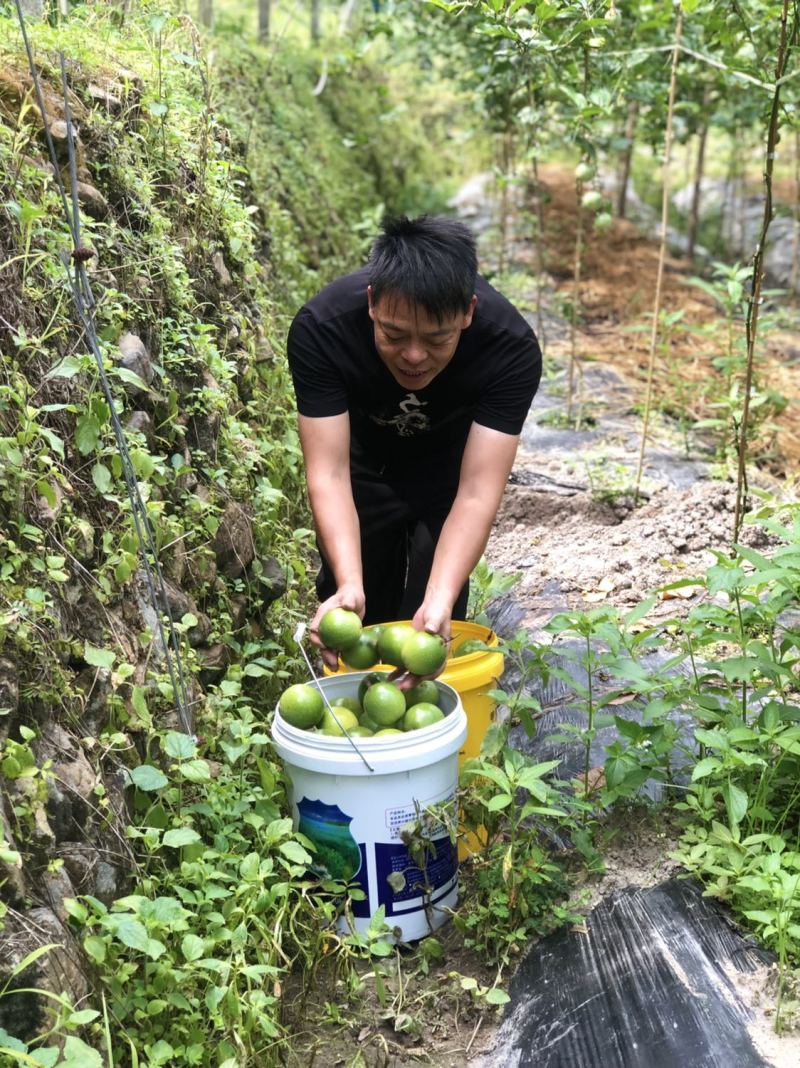 福建武平黄金百香果，泡着氧吧长大的百香果