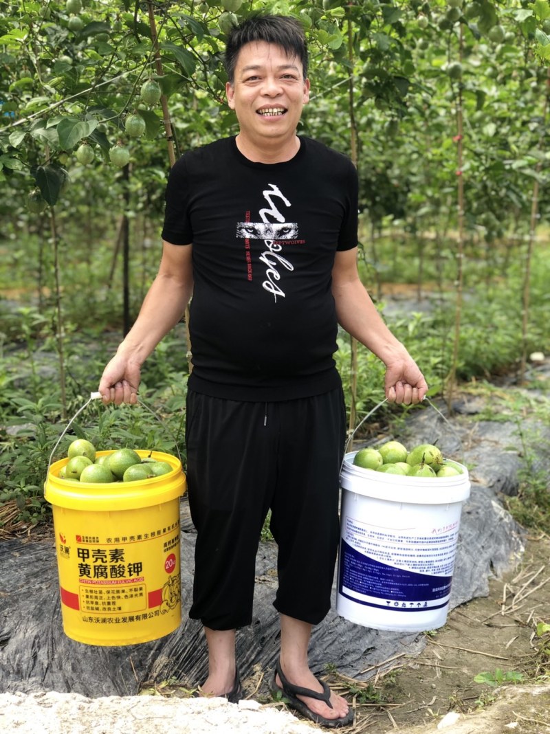 福建武平黄金百香果，泡着氧吧长大的百香果