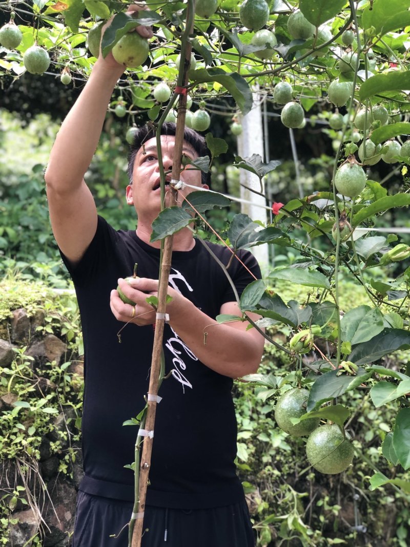 福建武平黄金百香果，泡着氧吧长大的百香果