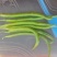 线椒全部现货产地直发一手货源