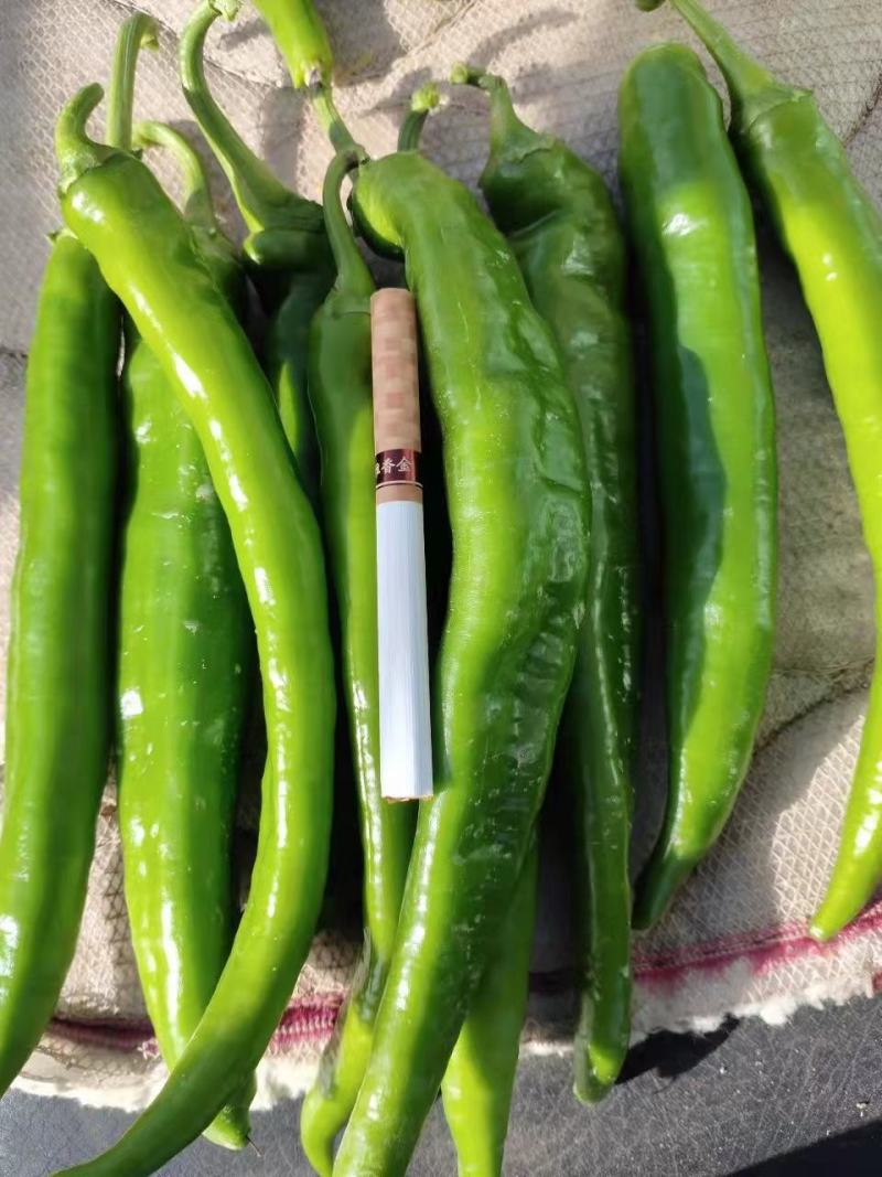 线椒全部现货产地直发一手货源