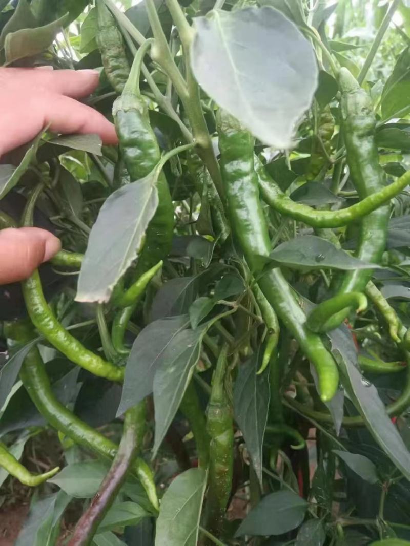 线椒全部现货产地直发一手货源