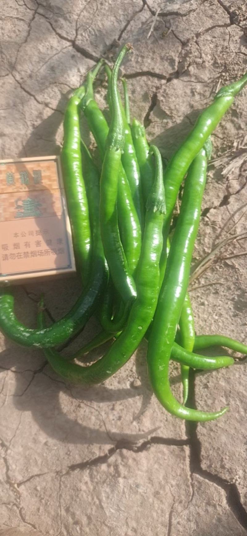 线椒全部现货产地直发一手货源