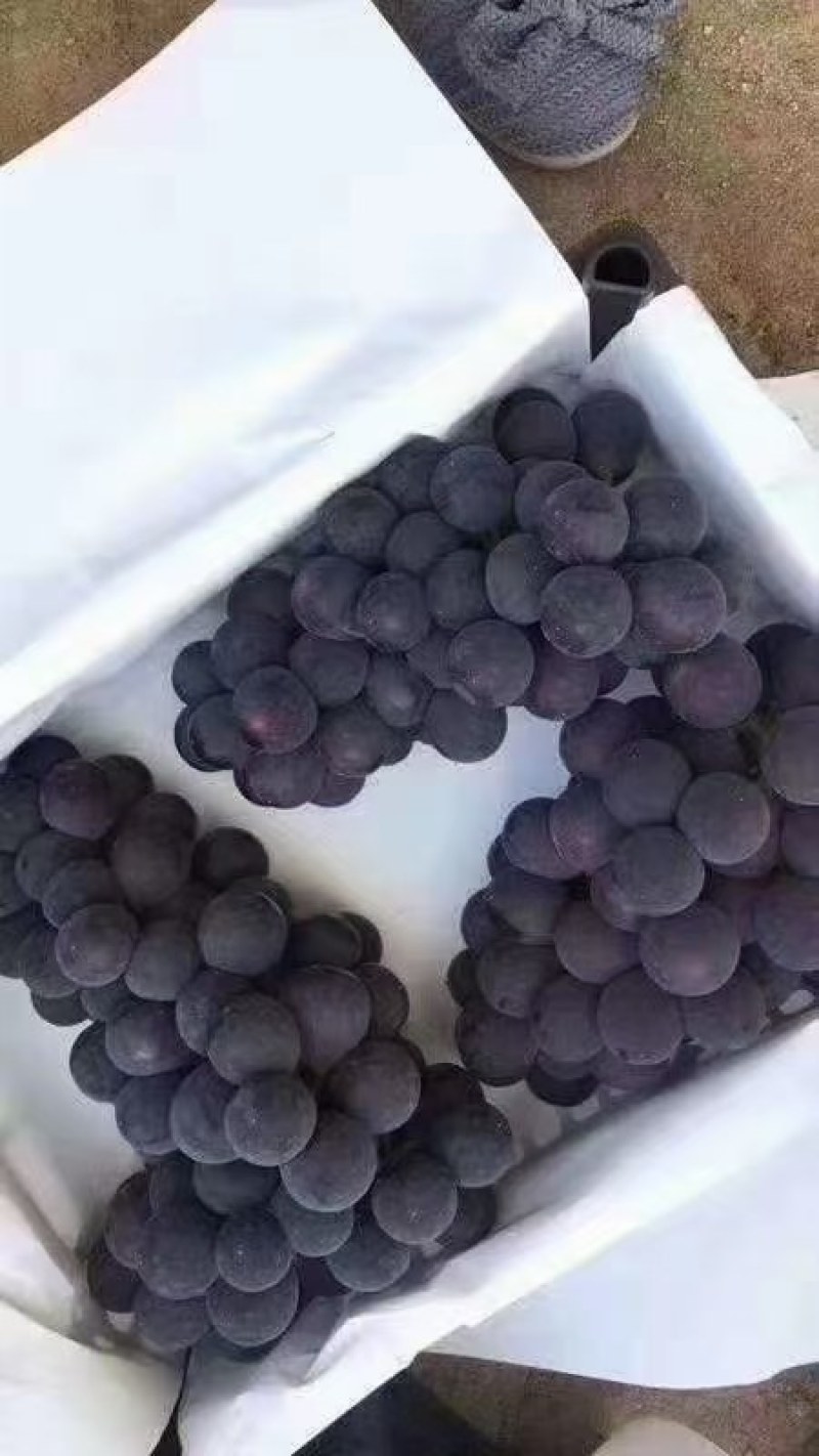 露天维多利亚葡萄青提大量有货需要的老板速度联系