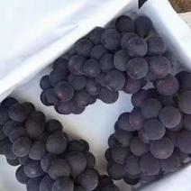 露天京亚葡萄大量上市中各种等级好货次货都有需要的老板速度