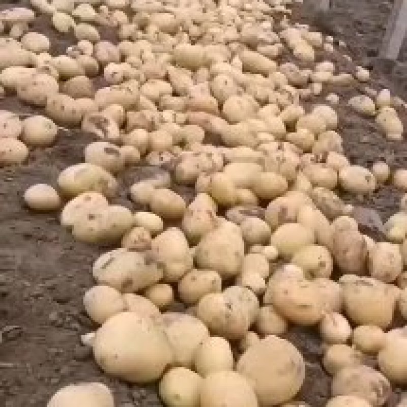 精品黄金薯