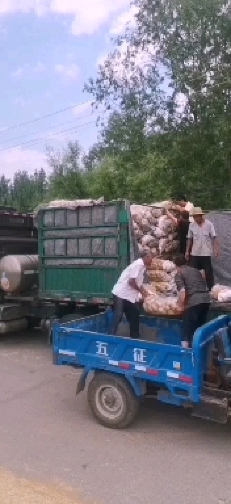 精品黄金薯