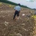 精品黄金薯