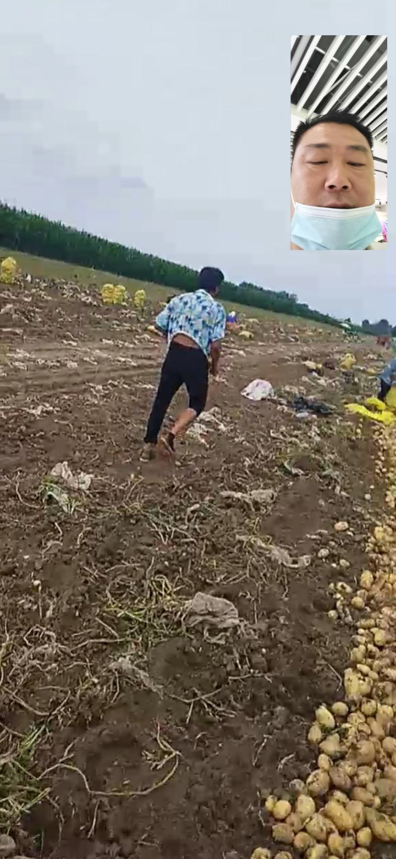 精品黄金薯