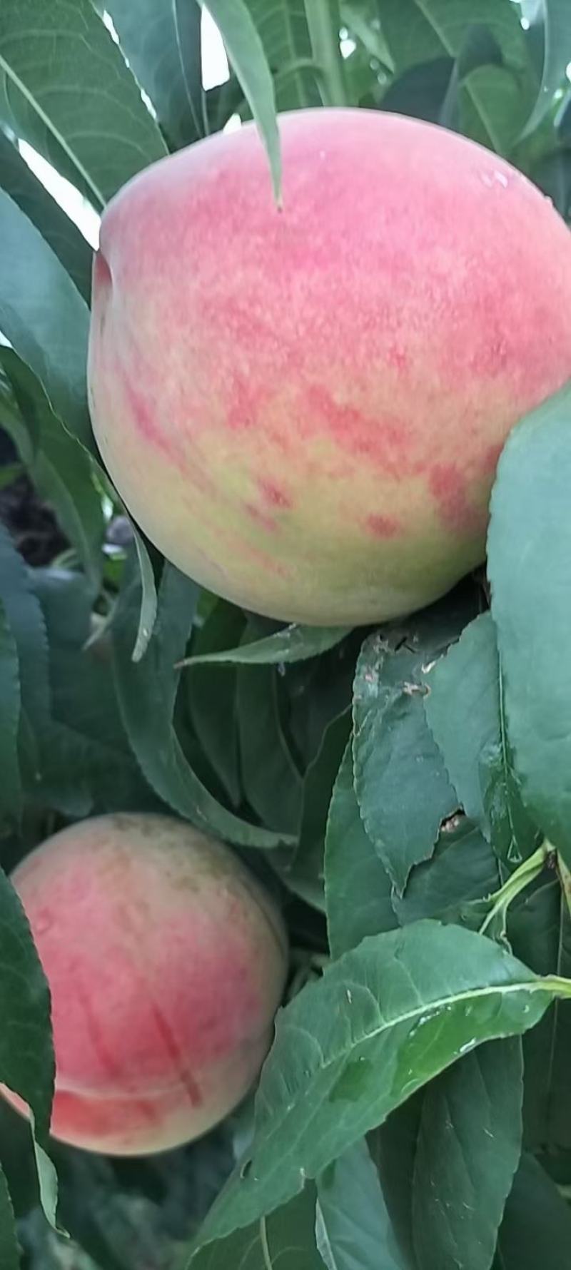 毛桃沙瓤红桃