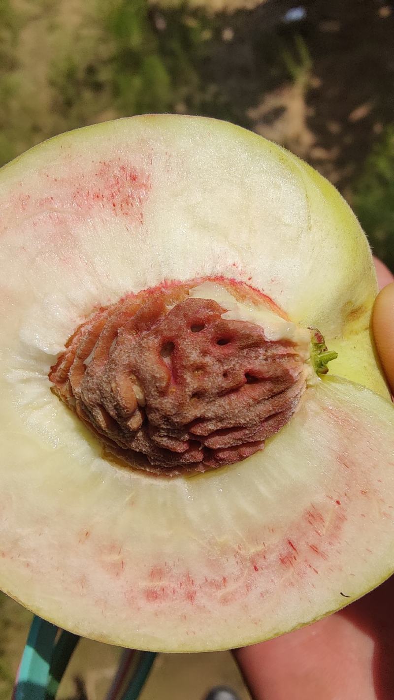毛桃沙瓤红桃