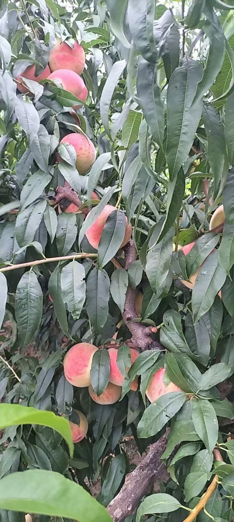 毛桃沙瓤红桃