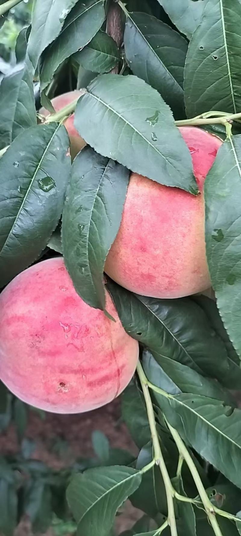 毛桃沙瓤红桃