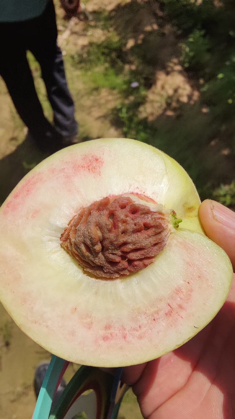 毛桃沙瓤红桃