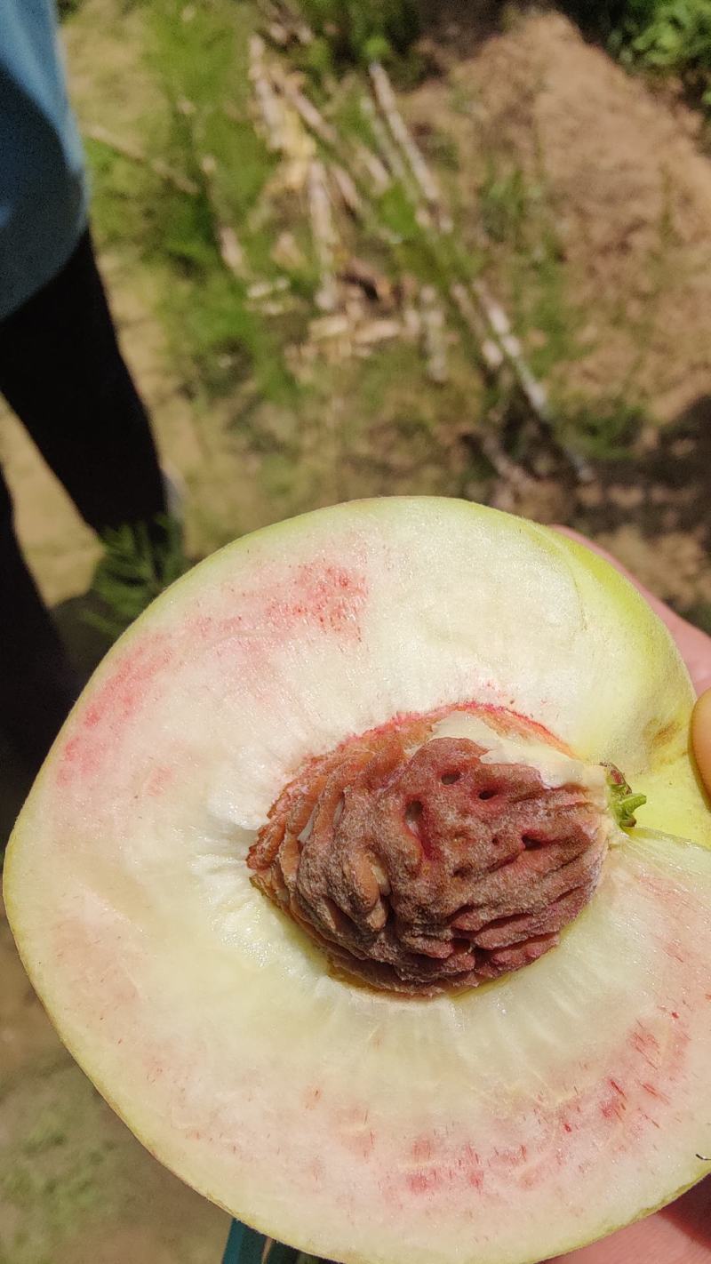 毛桃沙瓤红桃