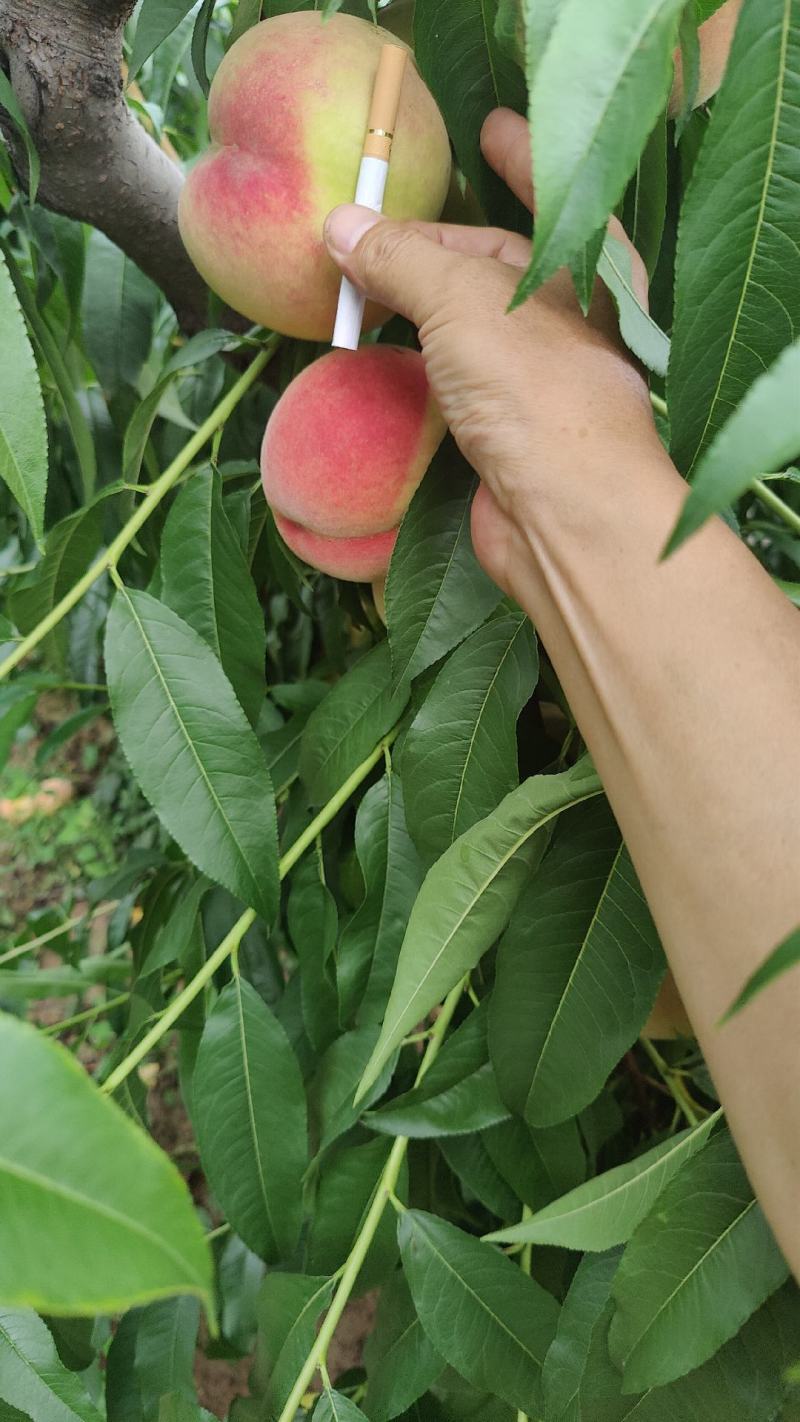 毛桃沙瓤红桃
