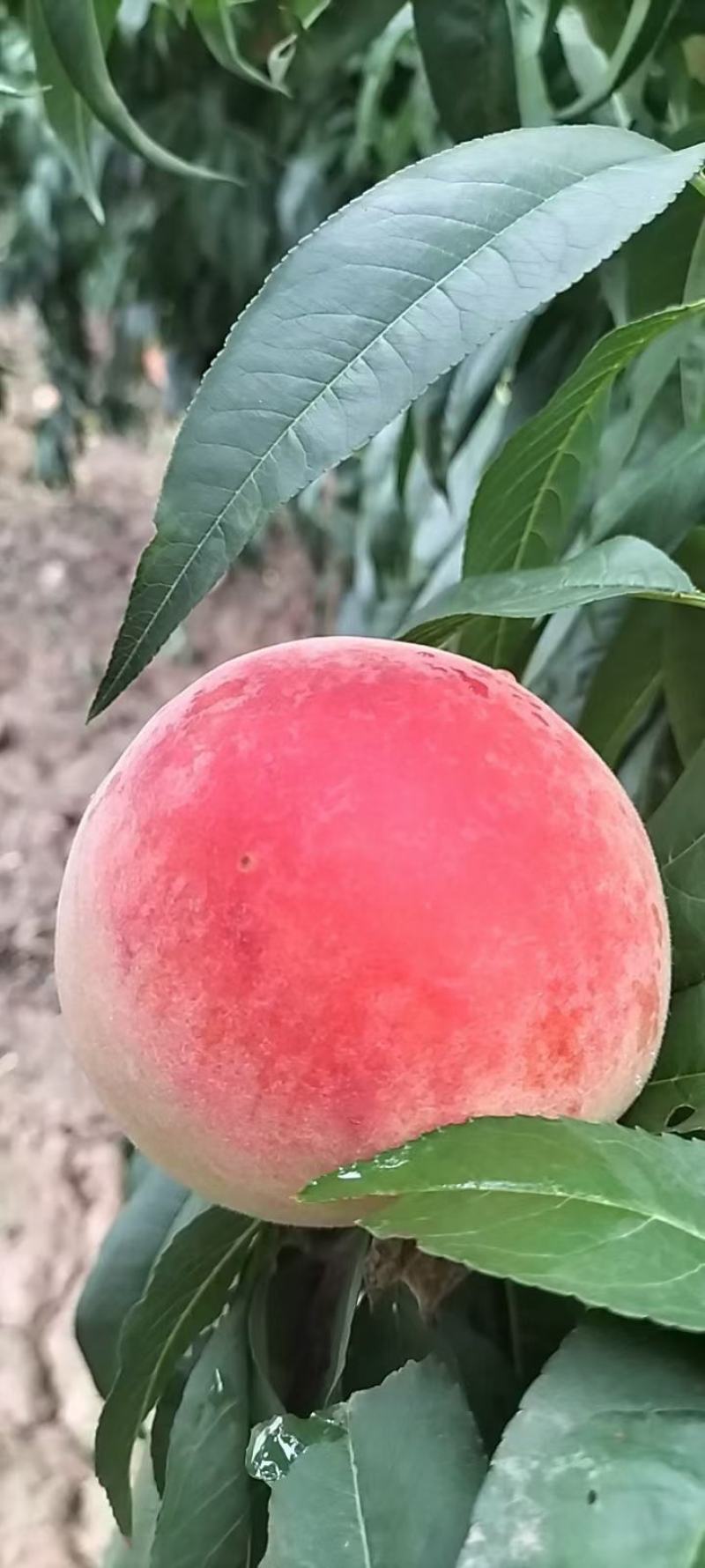 毛桃沙瓤红桃