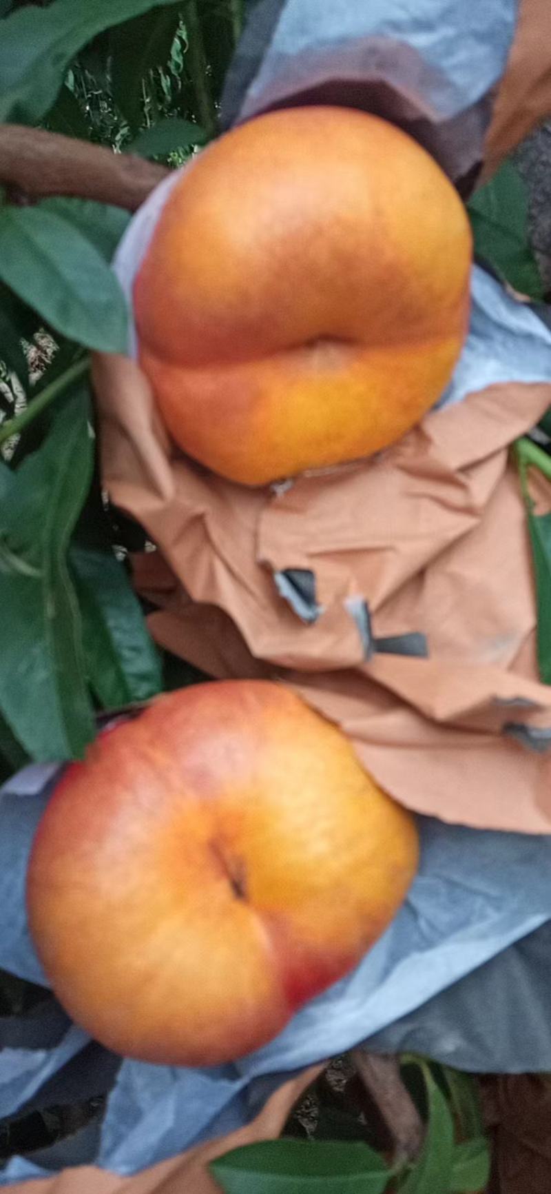 中蟠七纸袋蟠桃7