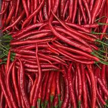 红线椒大量上市，精品货，商场货，辣椒厂货均可，需要