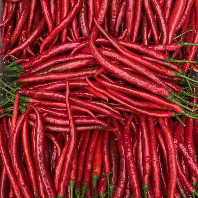 红线椒大量上市，精品货，商场货，辣椒厂货均可，需要联系