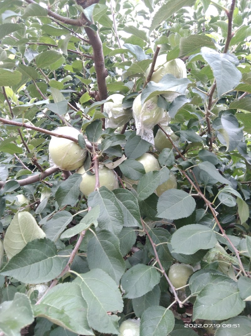 郑州市中牟县青苹果个大饱满