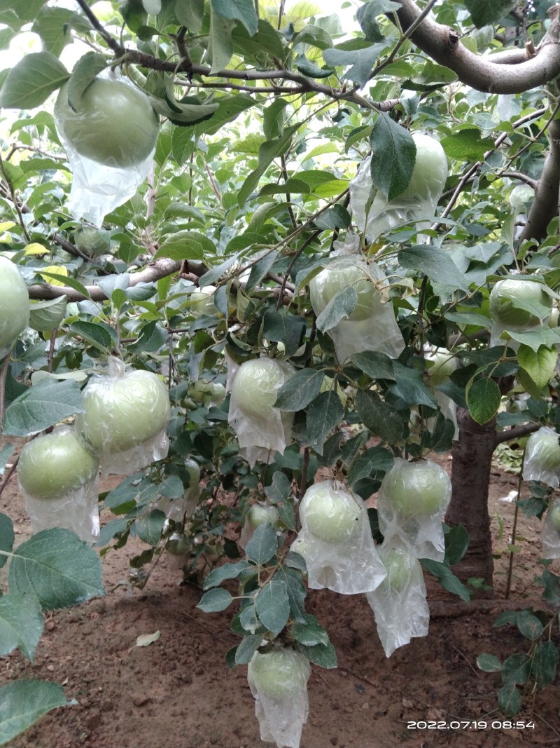 郑州市中牟县青苹果个大饱满