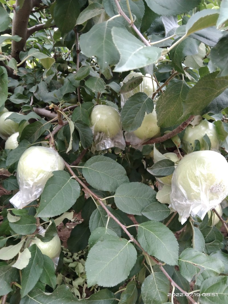 郑州市中牟县青苹果个大饱满