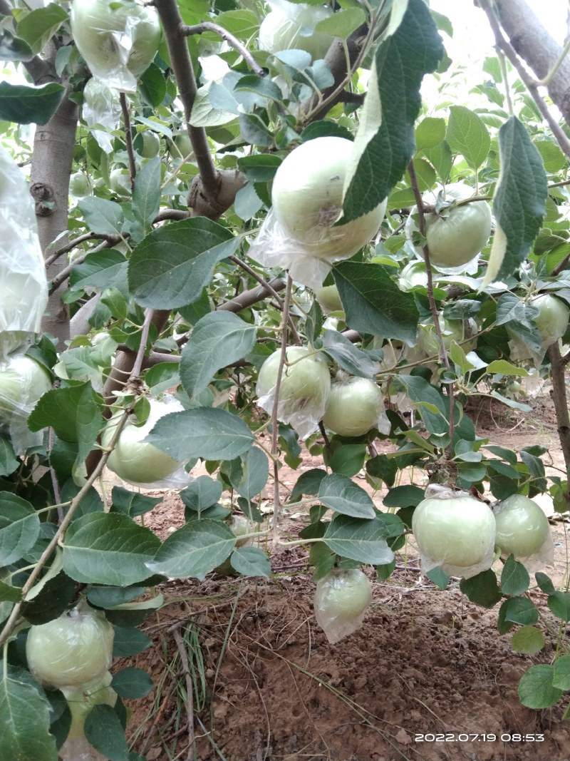郑州市中牟县青苹果个大饱满