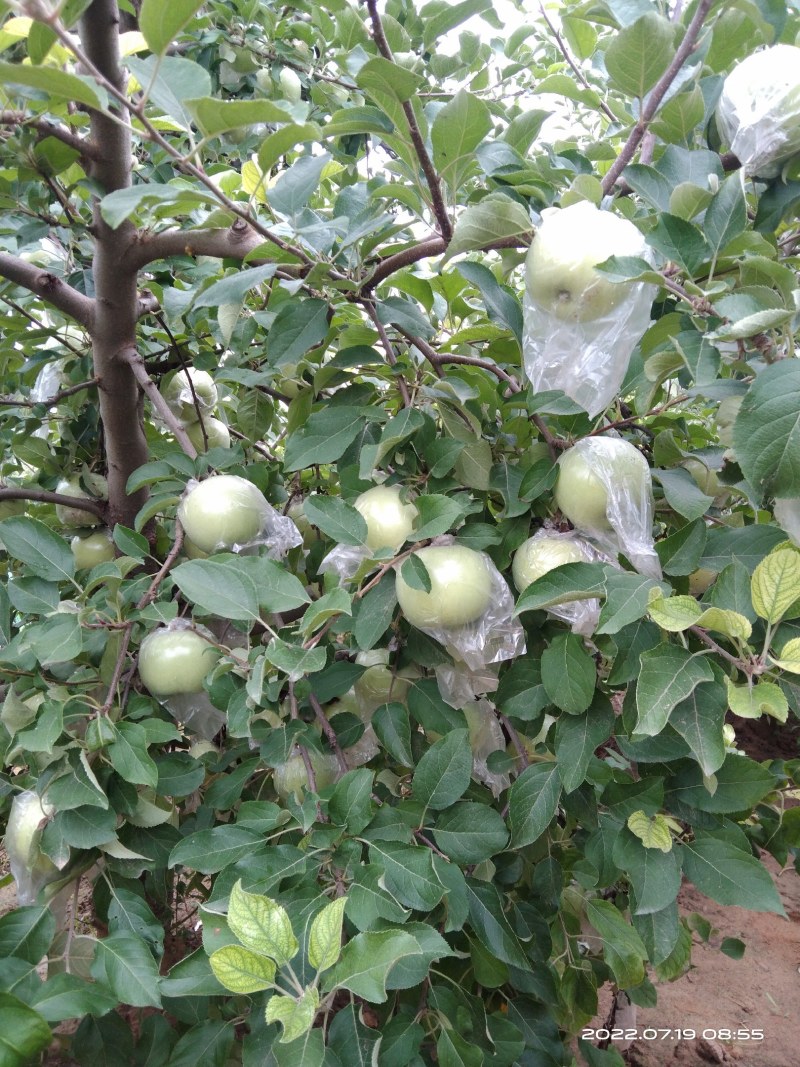 郑州市中牟县青苹果个大饱满