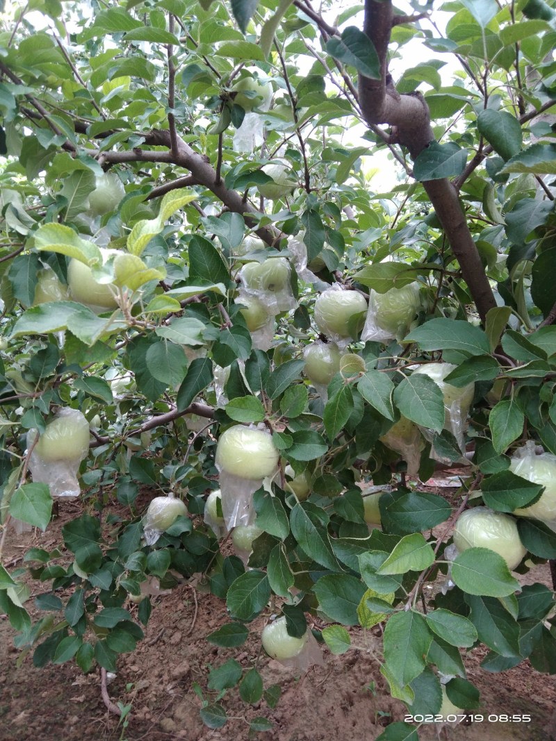 郑州市中牟县青苹果个大饱满