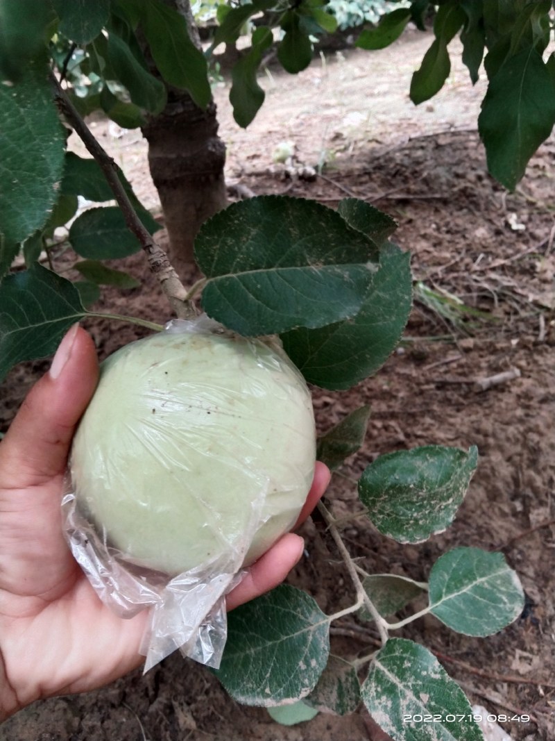 郑州市中牟县青苹果个大饱满