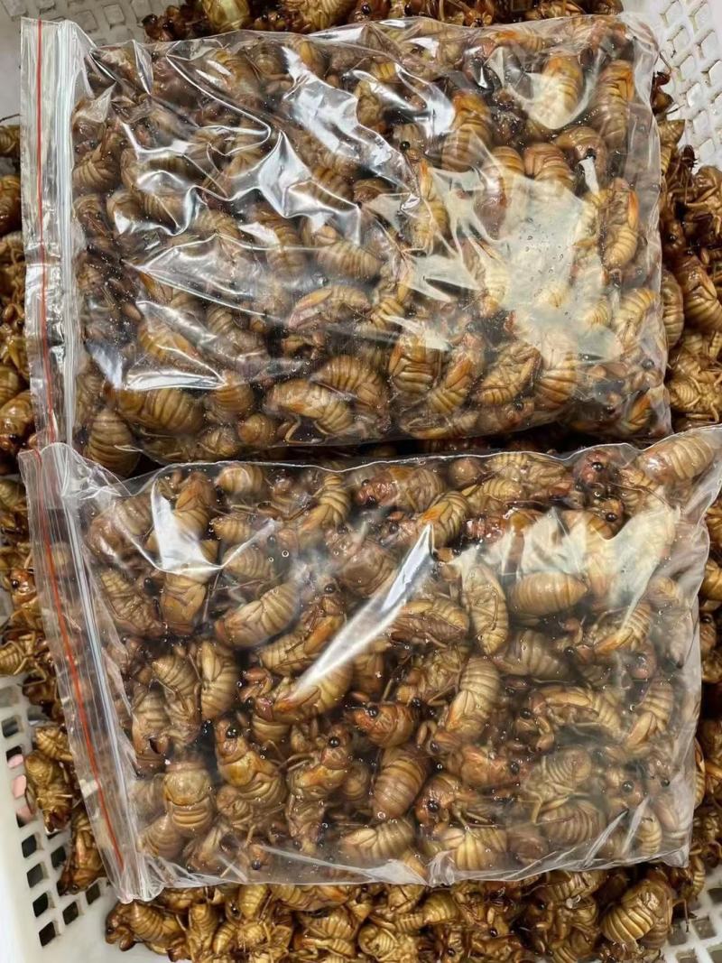灵宝网红小金蝉