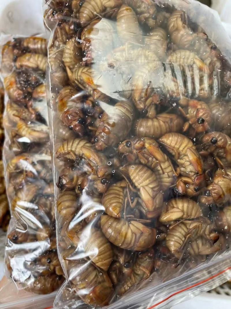 灵宝网红小金蝉