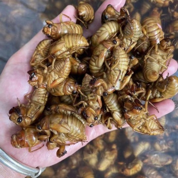 灵宝网红小金蝉