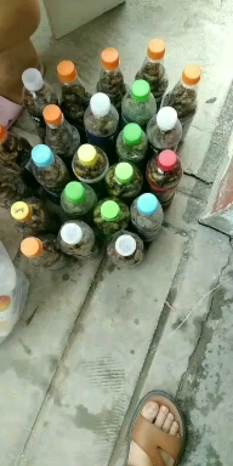 灵宝网红小金蝉
