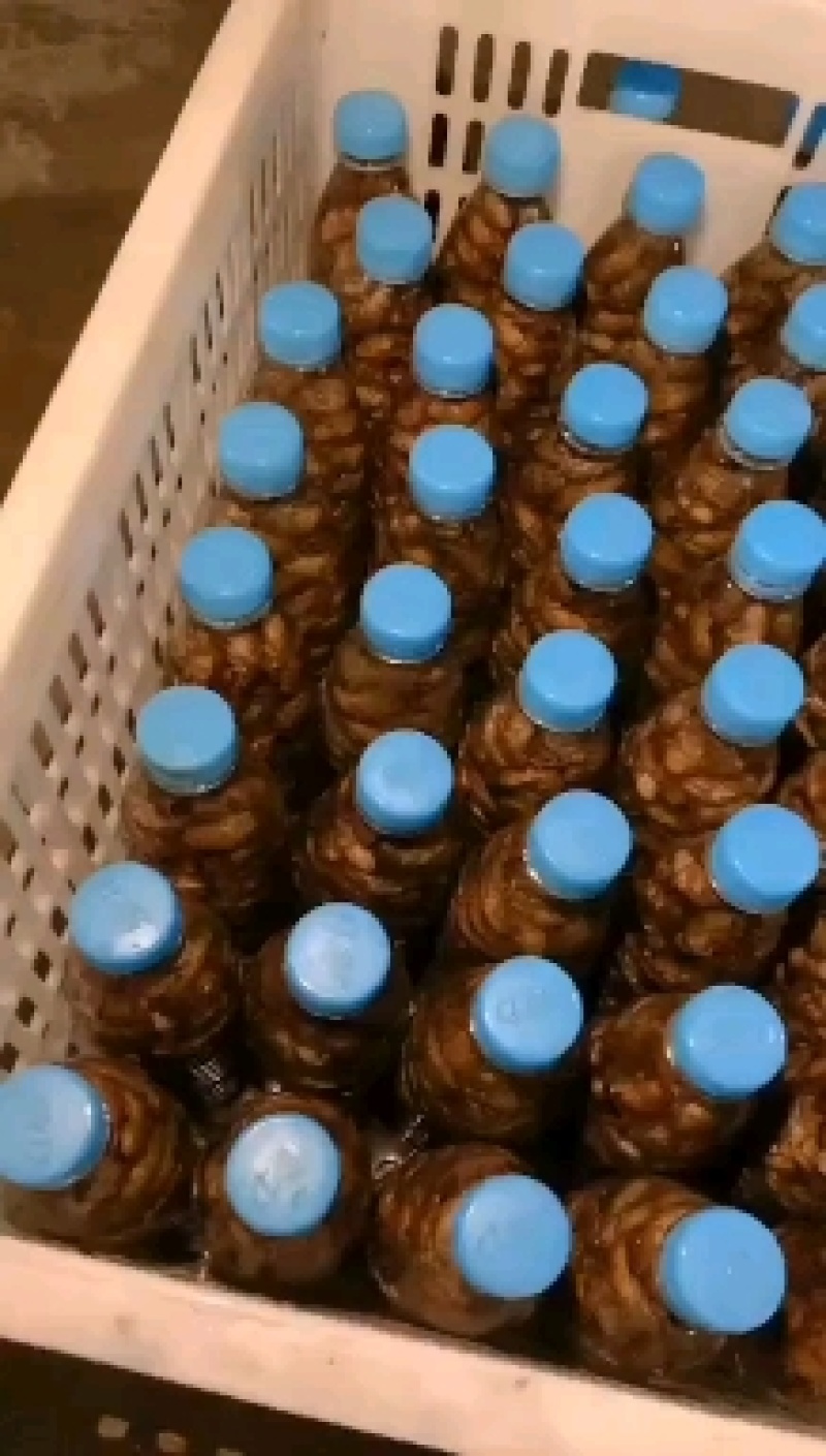 灵宝网红小金蝉