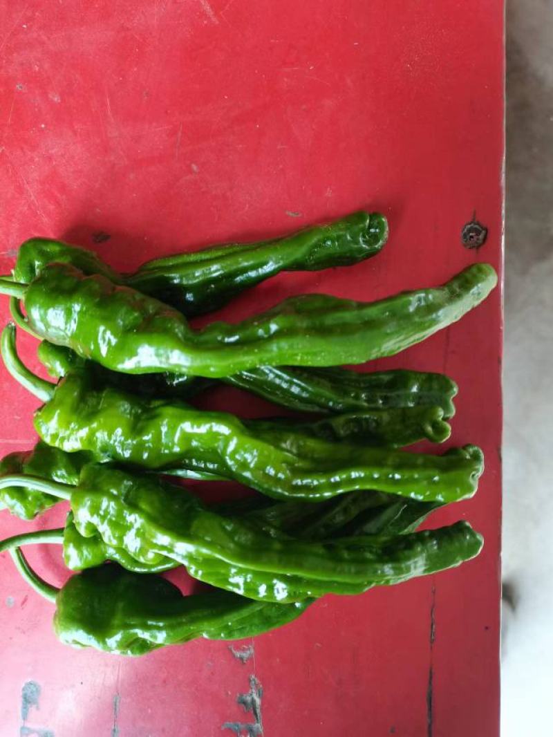 露天，小皱皮