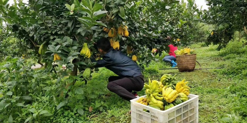 佛手鲜果佛手饮片佛手树苗