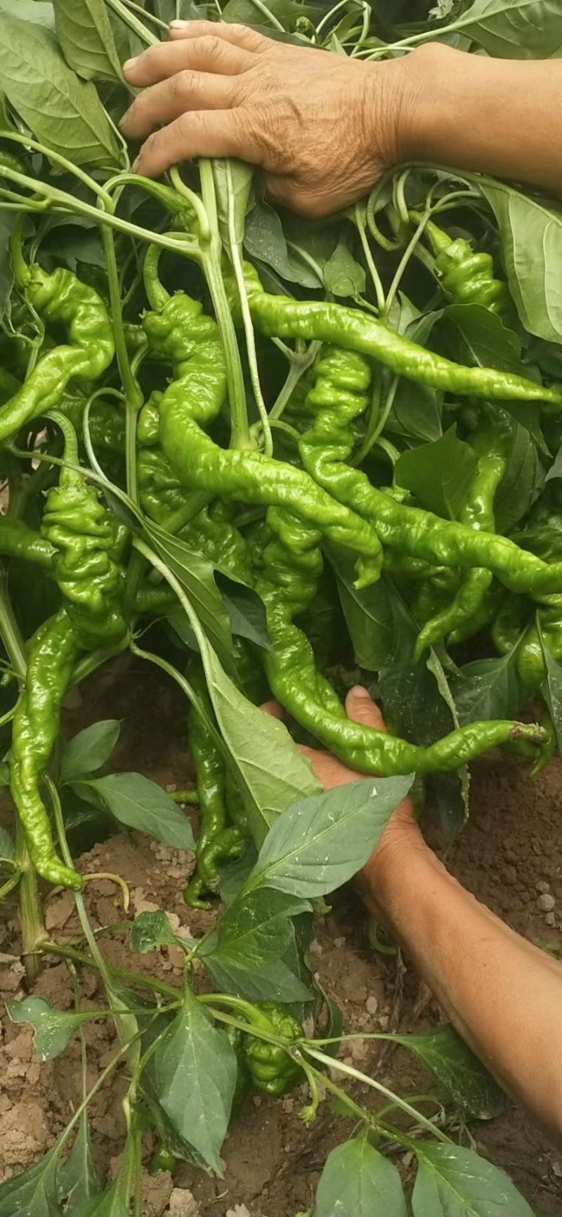 临洮陇椒大量开始上市，有需要的老板请联系